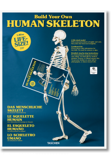 Build Your Own HumanSkeleton - Life Size! - Humanitas