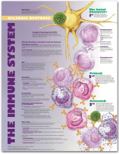 The Immune System: Allergic Re sponse Anatomical Chart - Humanitas