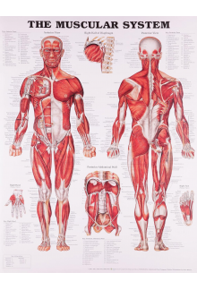 The Muscular System (poster) - Humanitas