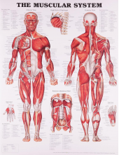 The Muscular System (poster) - Humanitas