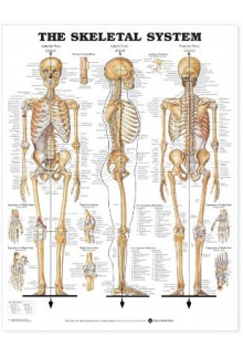 The Sceletal System - Humanitas