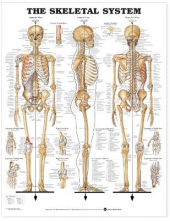 The Sceletal System - Humanitas